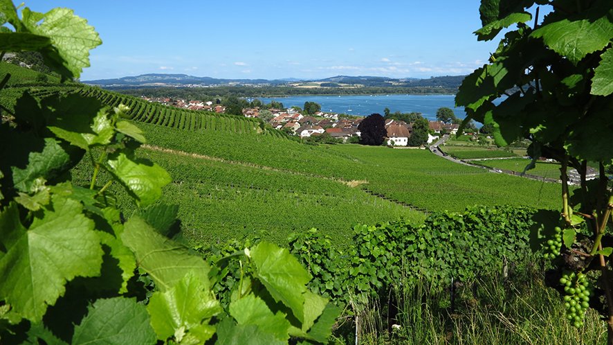 vully