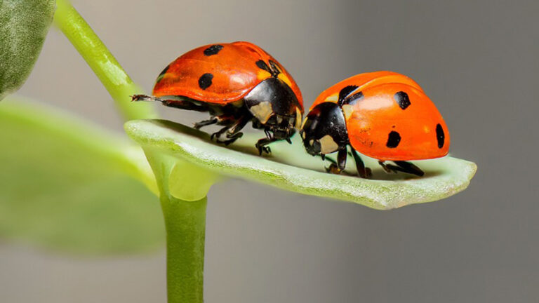 Museo Cantonale di Storia Naturale