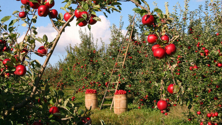 Conferenza dei ministri dell’agricoltura sui sistemi alimentari del futuro