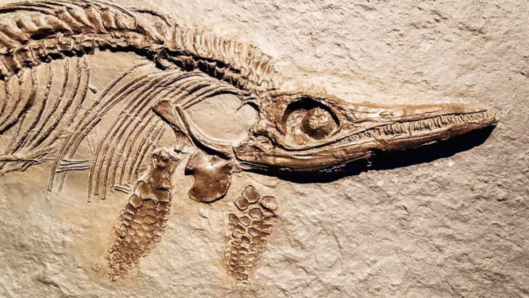 Quanto era grande un pesce del Paleozoico? La scoperta al Museo cantonale di storia naturale di Lugano