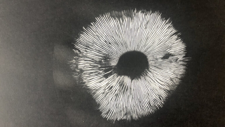 Al Museo Villa dei Cedri a Bellinzona l’interdipendenza tra esseri viventi