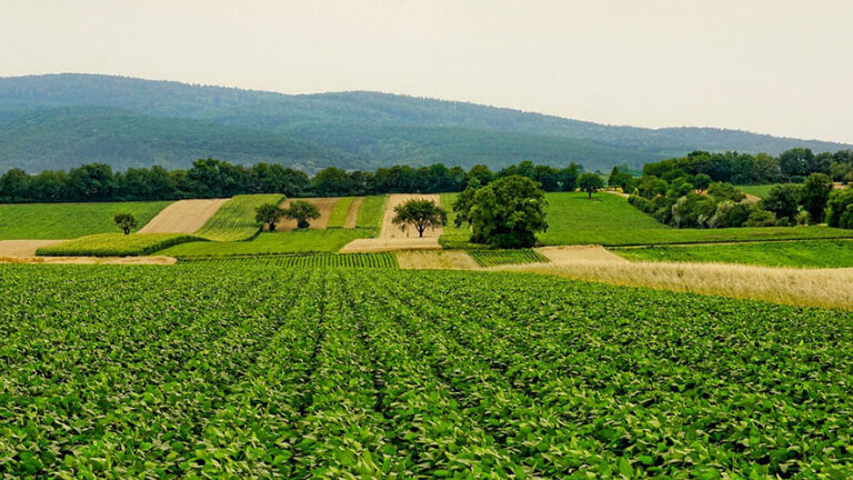 Il reddito agricolo è diminuito soprattutto nelle piccole imprese