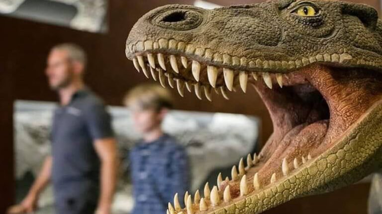 Alla scoperta dei fossili più antichi della Svizzera