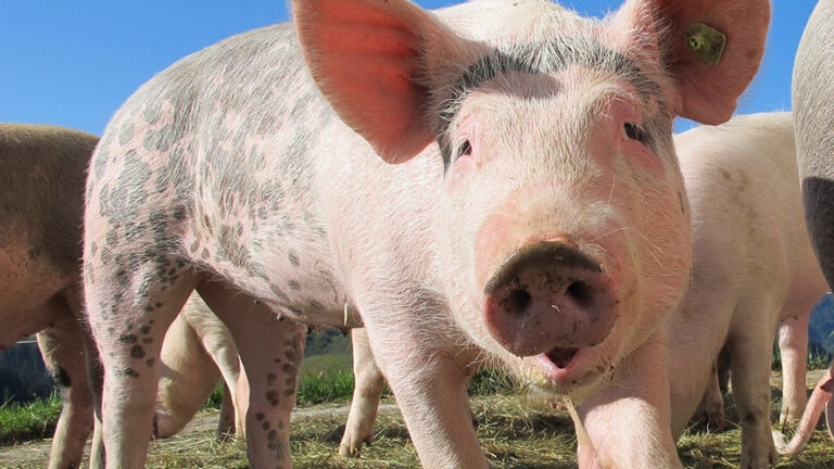 Peste suina africana: agire per prevenire