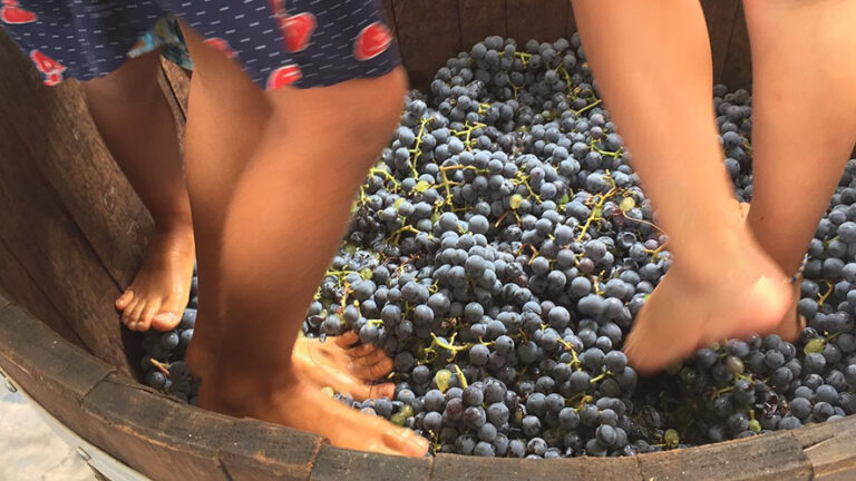 Tutto è pronto per PerBacco!, la Festa della vendemmia di Bellinzona