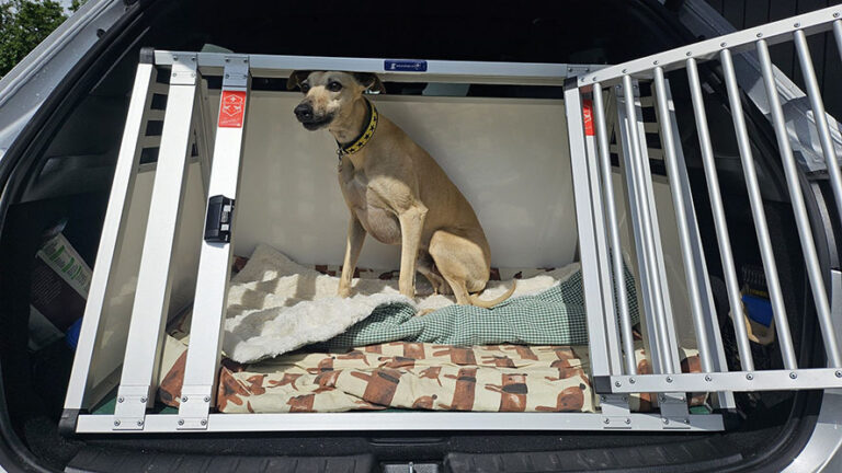 Cani: quando si viaggia ci sono alcune cose da considerare