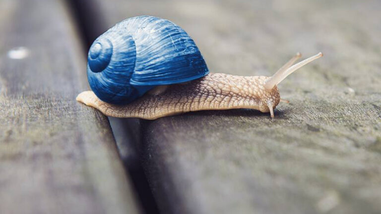 Multinazionali in Svizzera: Zurich Insurance, dalle navi alla vita