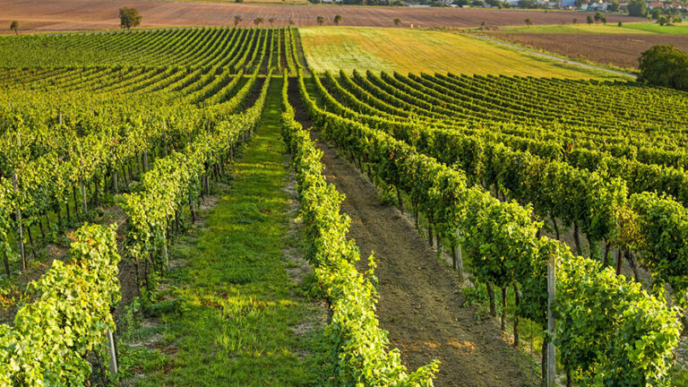 Sine Qua Non, spesso abbreviato in SQN, il vino californiano