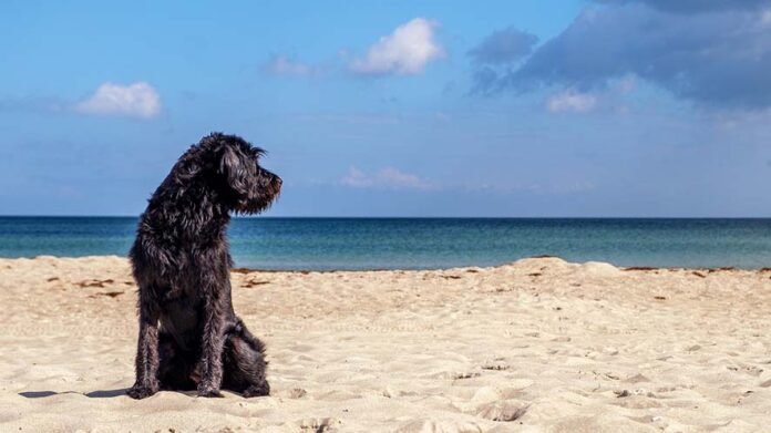 cane acqua