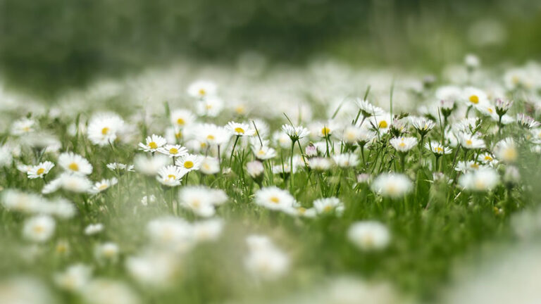 Misurare il “donut”: una vita buona ed ecologica per tutti è possibile?