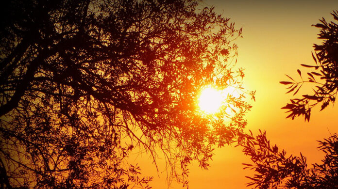 Canicola: allerta di livello 4, pericolo forte