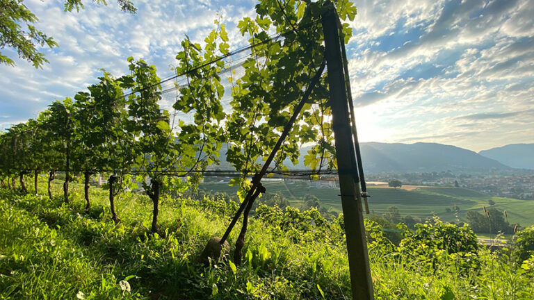 L’Associazione Viticoltori-Vinificatori del Ticino si presenta