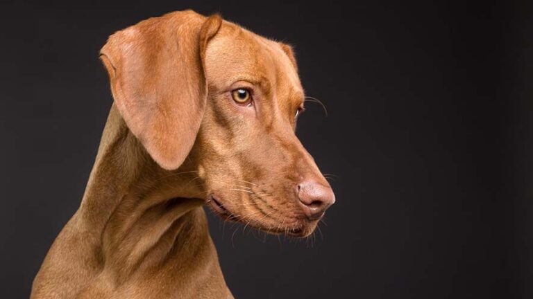 Svizzera in festa per la Giornata del Cane: un 10 maggio all’insegna del divertimento a quattro zampe