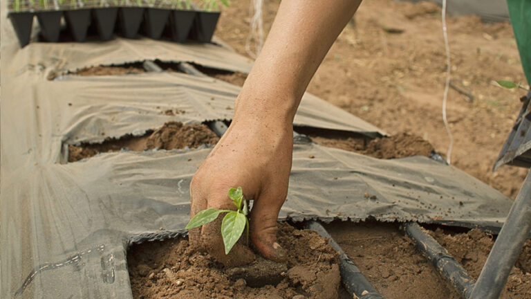 L’Europa propone un sostegno di 120 milioni di euro agli agricoltori colpiti da eventi meteorologici