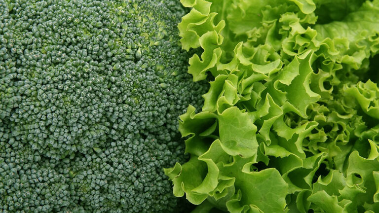 Il Consiglio d’Europa per la protezione dagli organismi nocivi per le piante