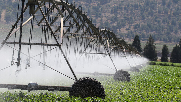 Agricoltura svizzera: nel 2023 utilizzati oltre 37 milioni di metri cubi di acqua per l’irrigazione