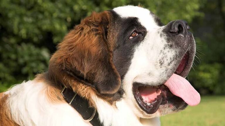 L’Ospizio del Gran San Bernardo: culla dei leggendari cani da soccorso