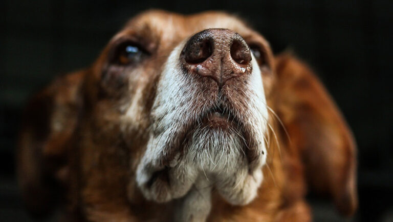 Eroi a quattro zampe: i nostri fedeli compagni con superpoteri