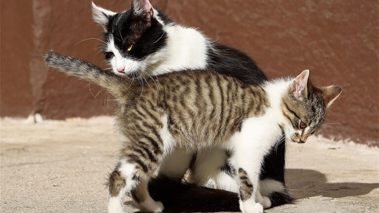 Soccorso animali: una nuova organizzazione per il benessere degli animali