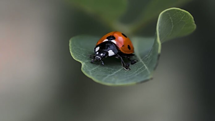 biodiversità