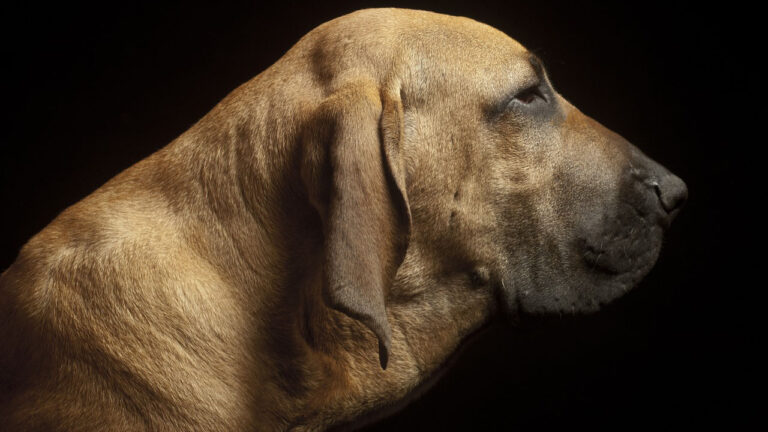 Campagna contro il commercio online di cani: conoscere il cane prima di acquistarlo