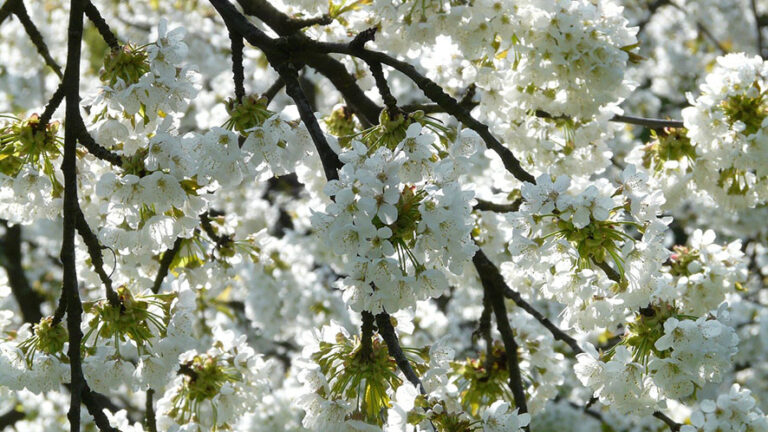 Primavera in Giappone: un incanto di sakura