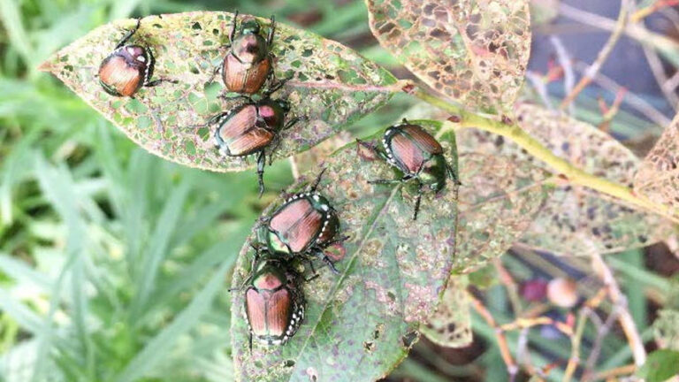 Allarme sul coleottero giapponese: biologia, normativa e strategie di lotta