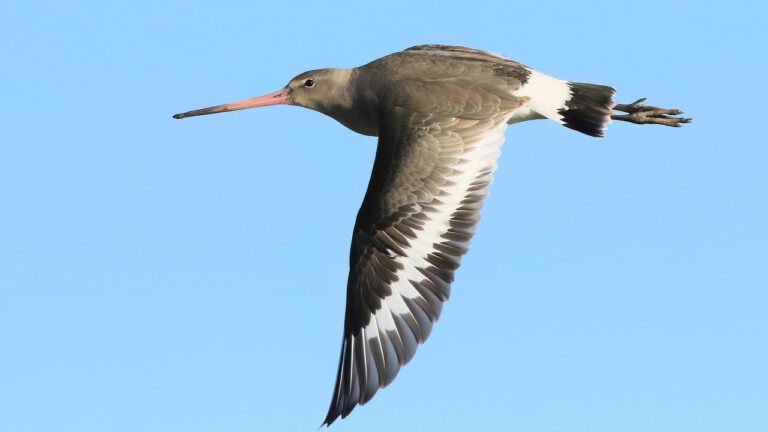 Pericoli invisibili: come i pali ferroviari minacciano gli uccelli