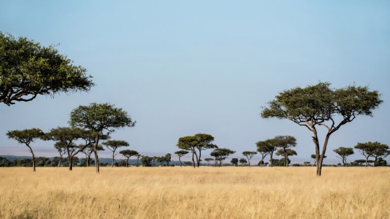 Dal deserto alla savana: il Golfo punta l’Africa