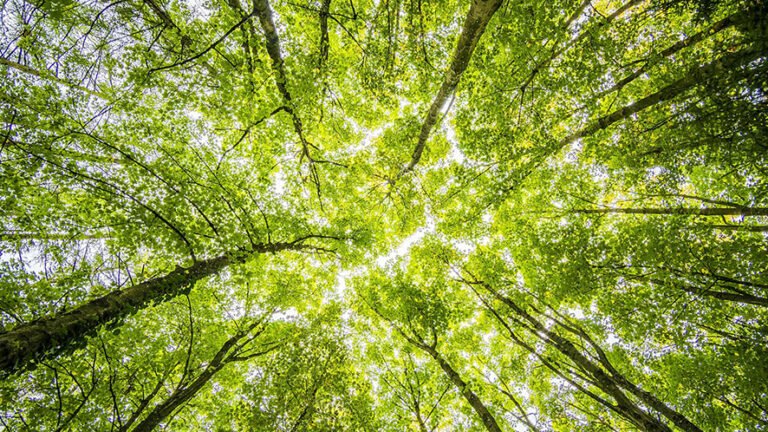La transizione verde europea: tra sfide climatiche e strategie di crescita