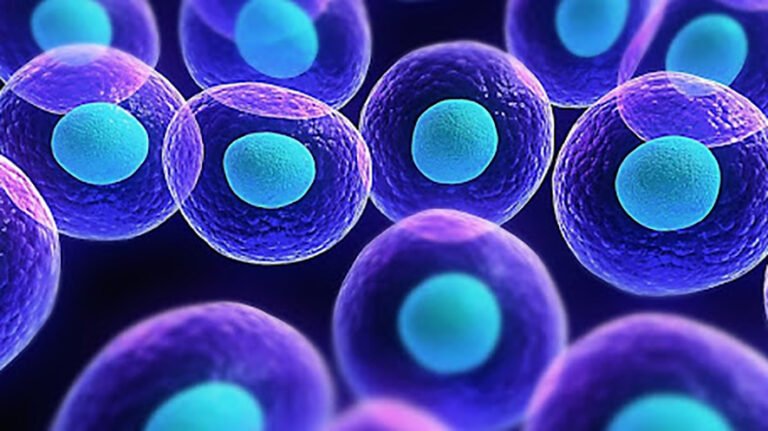 Cellule staminali 2025: la svolta nelle terapie funzionali