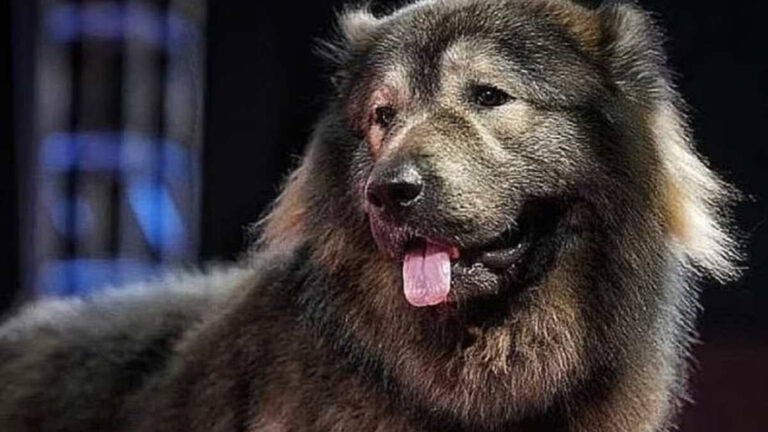 Okami, l’American Bully da record: è lui il cane più costoso del Mondo per 5,7 milioni di dollari