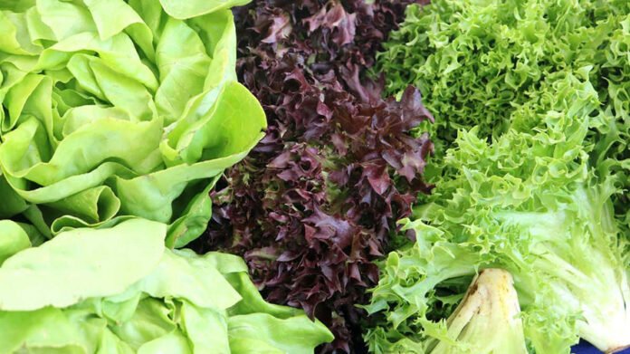 insalata