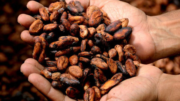 Il Ghana in prima linea contro l’ondata di contrabbando di cacao