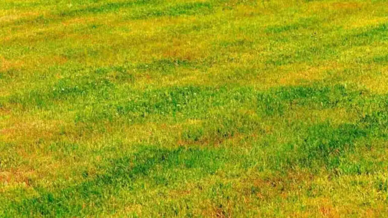 Parlamento Europeo: il caldo estremo minaccia la produttività con perdite stimate in 17 miliardi di euro