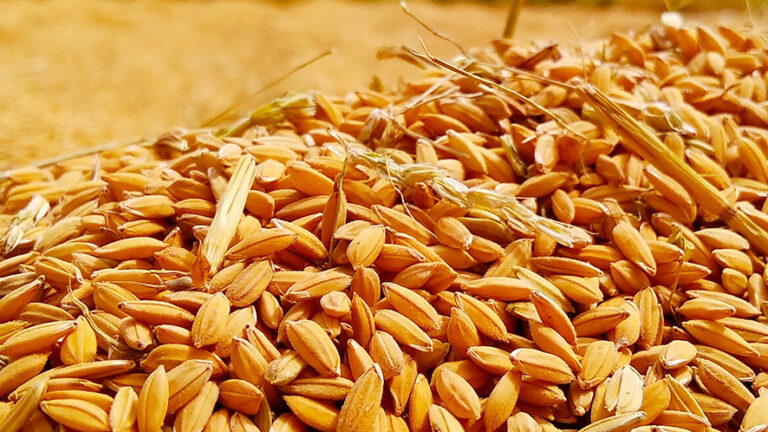 La Svizzera difende la biodiversità: un appello cruciale per la sicurezza alimentare globale