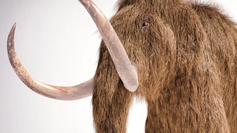 Colossal Biosciences: rivoluzionare la genetica tra cani clonati e sogni