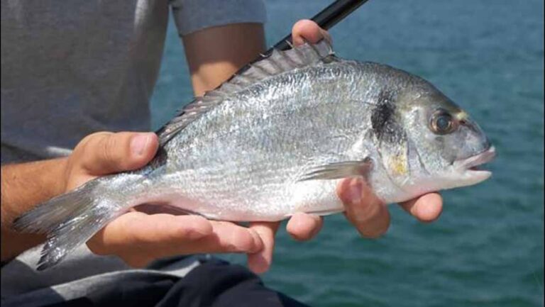 Pesca 2026: accordo UE su limiti di cattura e sostenibilità