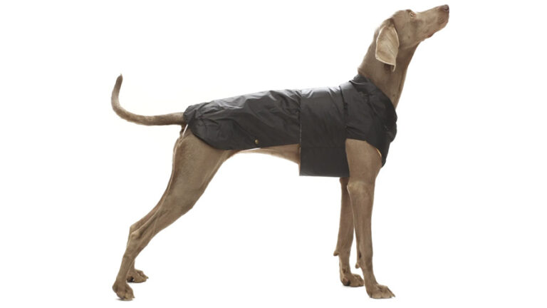 Vestiti per cane d’inverno, la moda