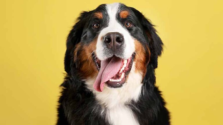 Cani “geniali”: imparano i nomi degli oggetti ascoltando i padroni