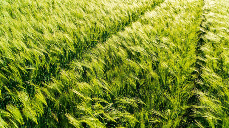 Unione Europea e Mercosur: accordo nel segno della prosperità?