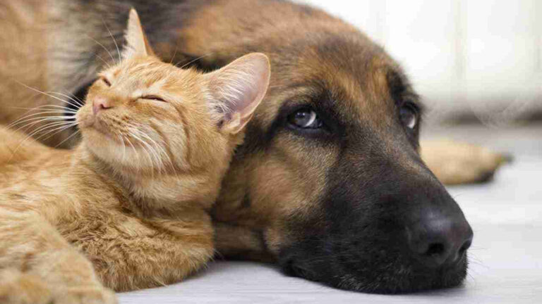 Benessere animale: accordo UE su tracciabilità di cani e gatti