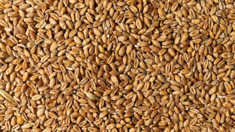 Sementi UE: il Consiglio adotta la posizione sulle nuove norme