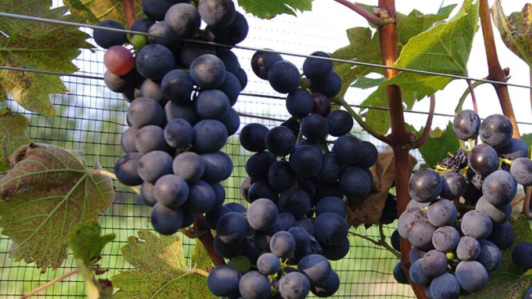 Settore vinicolo UE: accordo tra Consiglio e Parlamento per il futuro