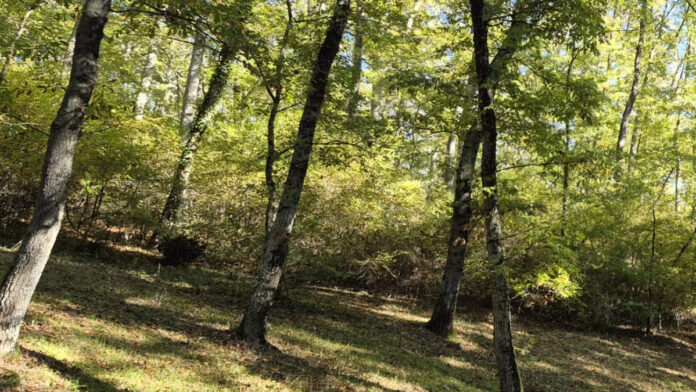 Il Critical Raw Materials Act: la nuova governance climatica d’Europa