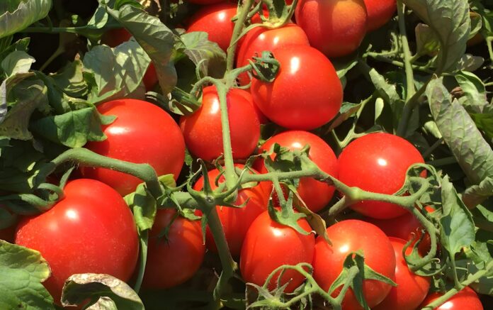 Pomodoro-da-industria-campagna Mercosur, Consiglio UE adotta le clausole: “Proteggeremo i nostri agricoltori”