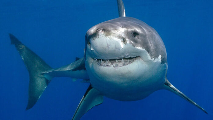 squalo UE, Commissione denunciata: gestione ICE contro il commercio di pinne di squalo “sotto accusa”