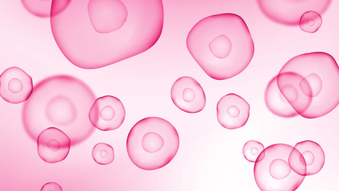 Cellule Staminali: “Le cure funzionali sono finalmente una realtà clinica”