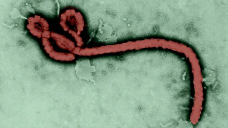 Virus Ebola: “L’emergenza globale” tra scienza e prevenzione