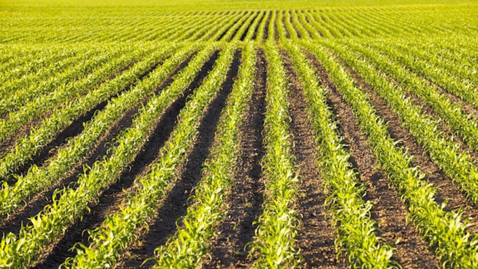 Crisi agrifood: Bruxelles accelera sugli aiuti